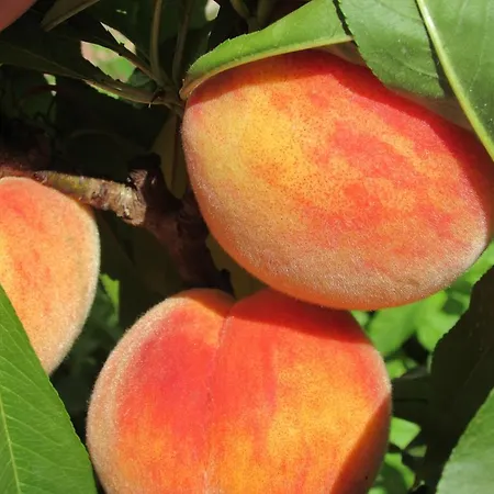 Katarina Konukevi Opatija