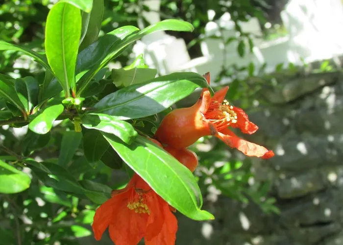 Katarina オパティヤ