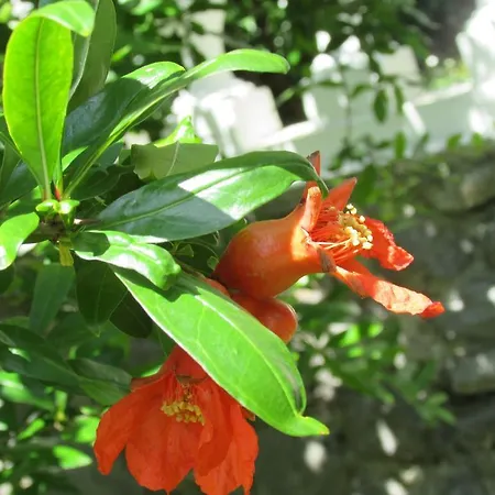 Katarina 오파티아