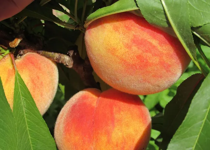 Katarina Gostinjska kuća Opatija